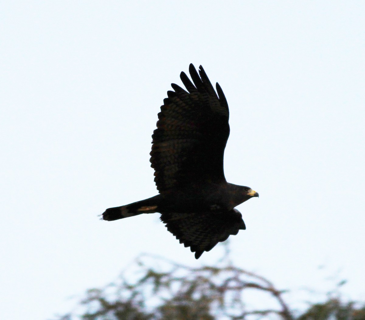 Zone-tailed Hawk - ML646905277