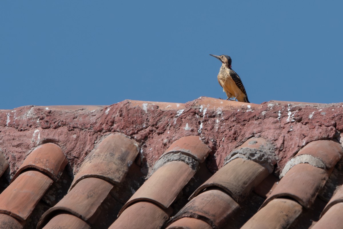 Andean Flicker - ML646905281