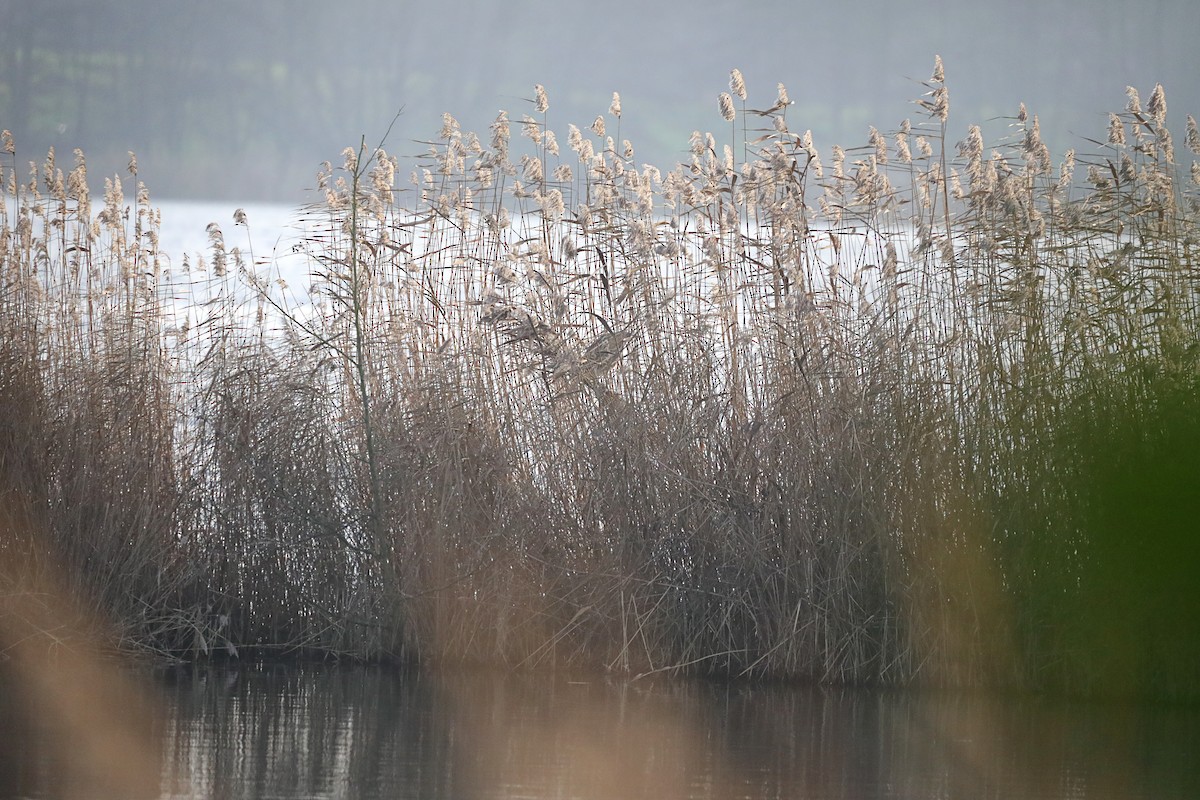 大麻鷺 - ML646905285