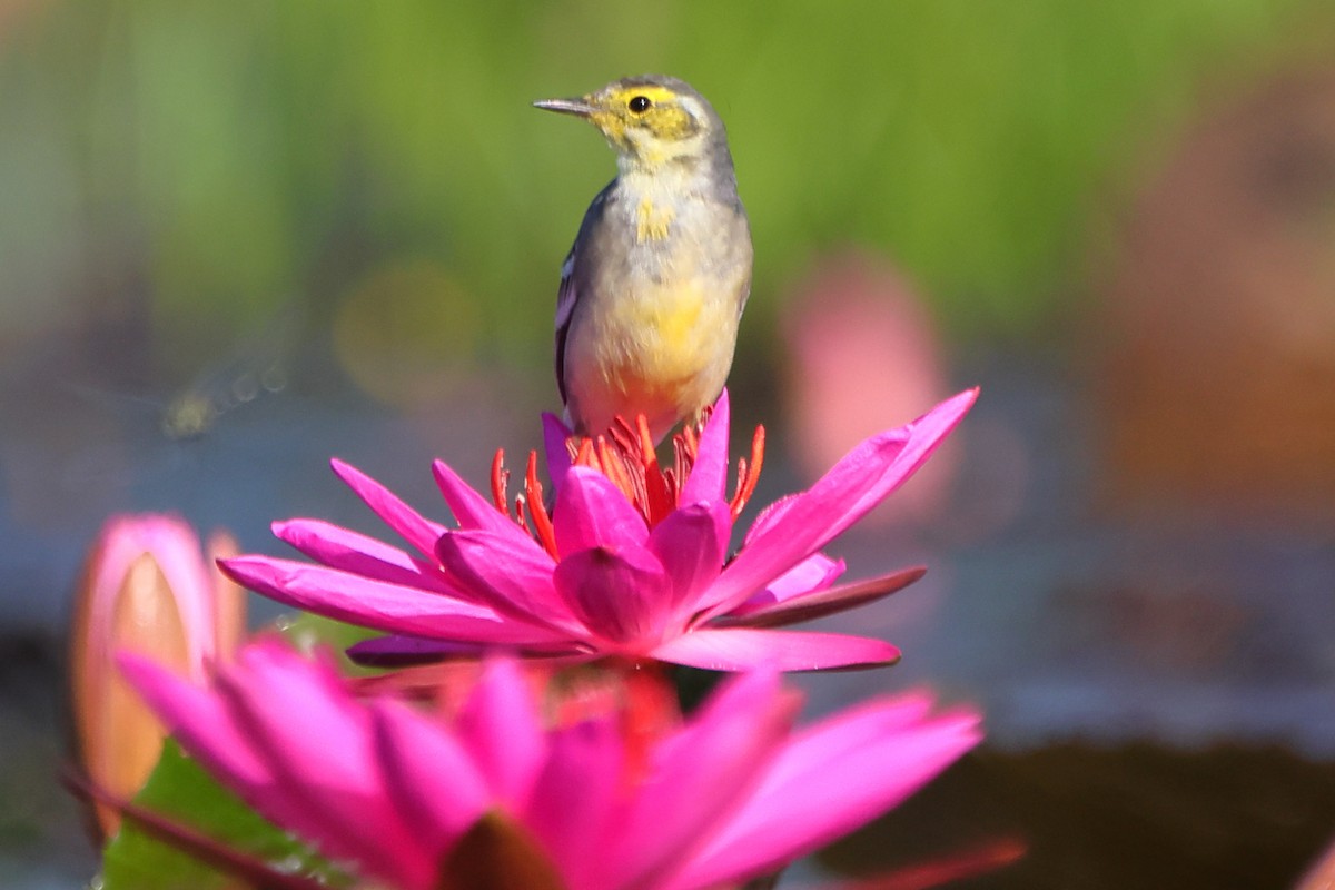 Citrine Wagtail - ML646905287