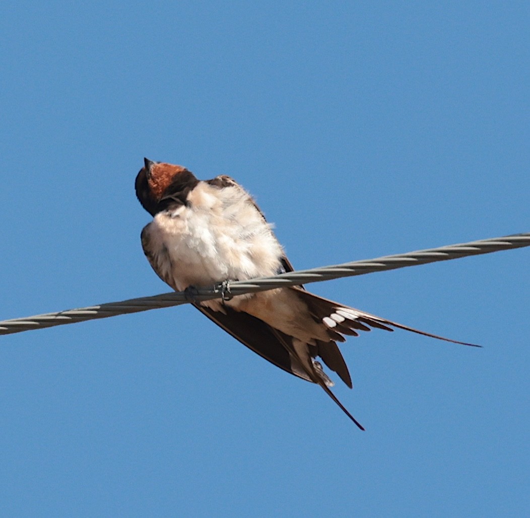 låvesvale (rustica) - ML646905290