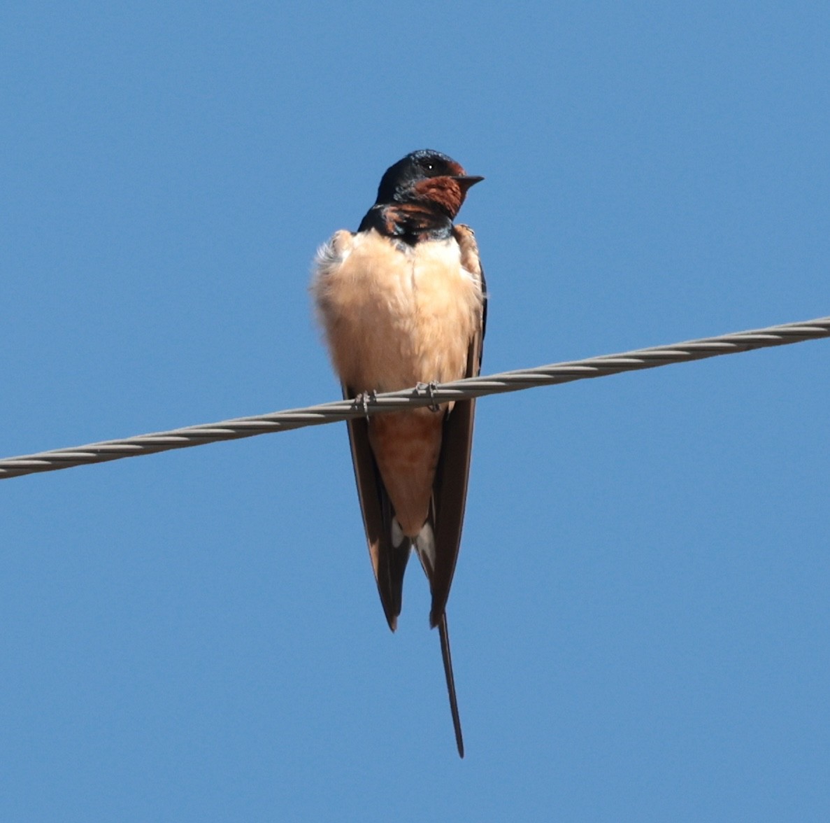 låvesvale (rustica) - ML646905291