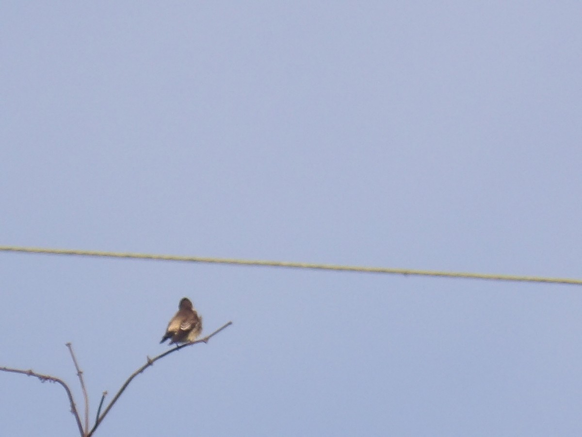 Southern Rough-winged Swallow - ML646905309
