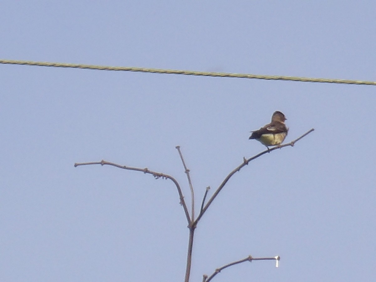 Southern Rough-winged Swallow - ML646905310