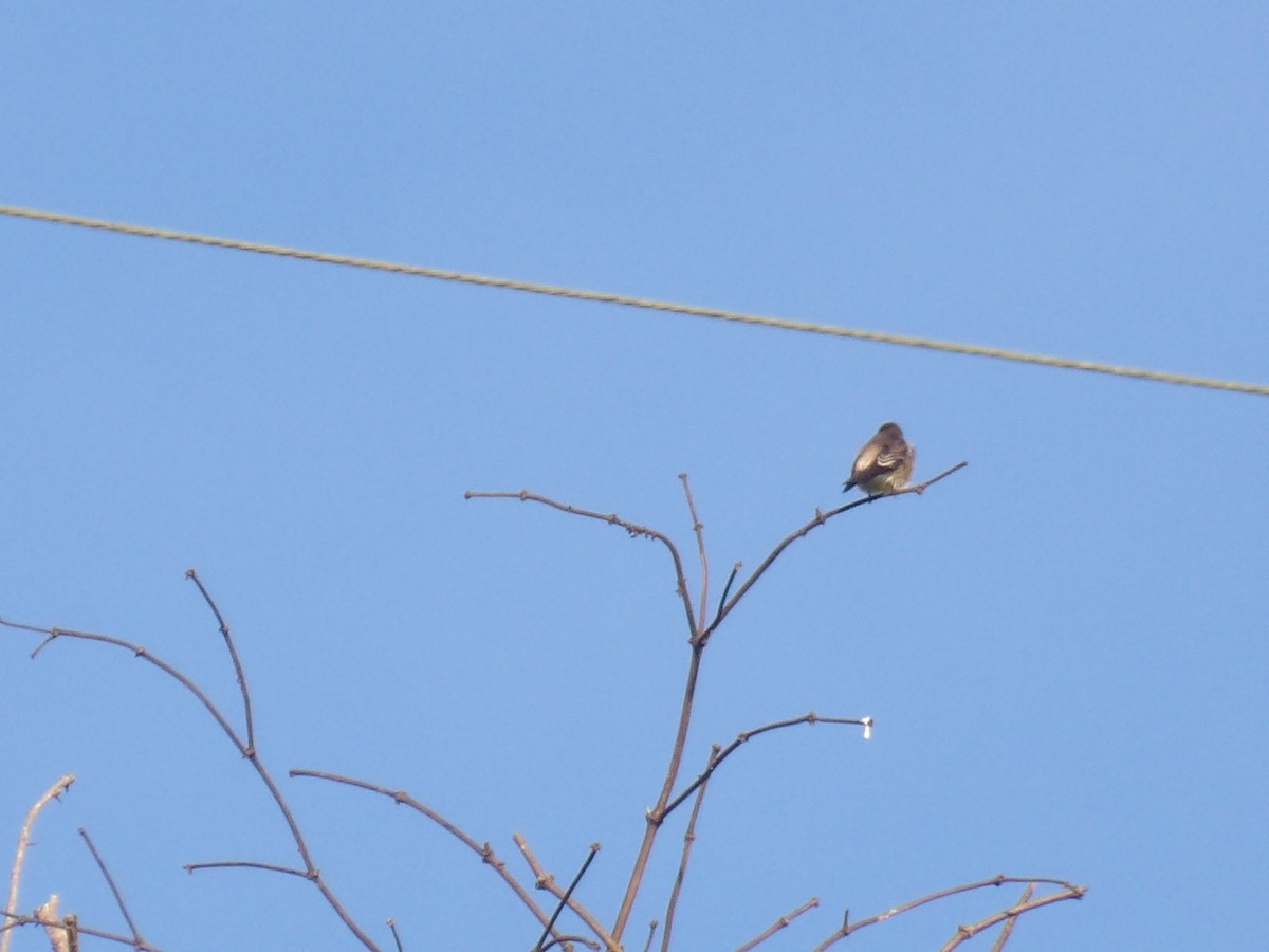 Southern Rough-winged Swallow - ML646905311