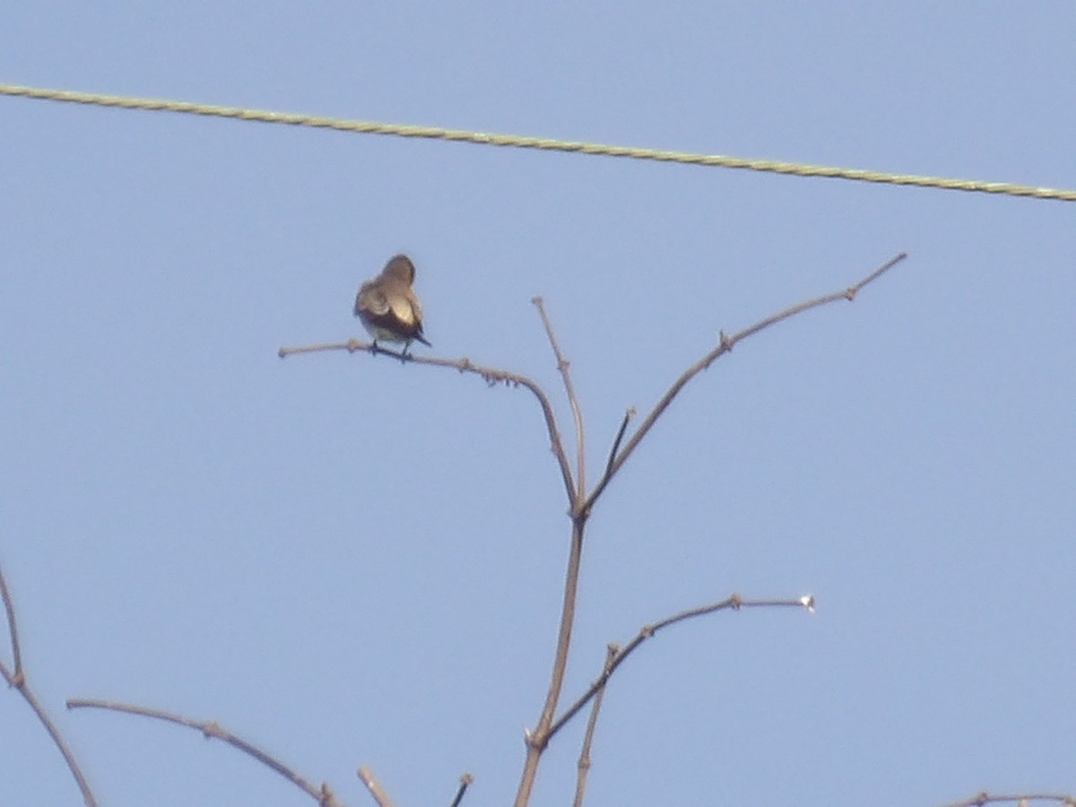 Southern Rough-winged Swallow - ML646905313