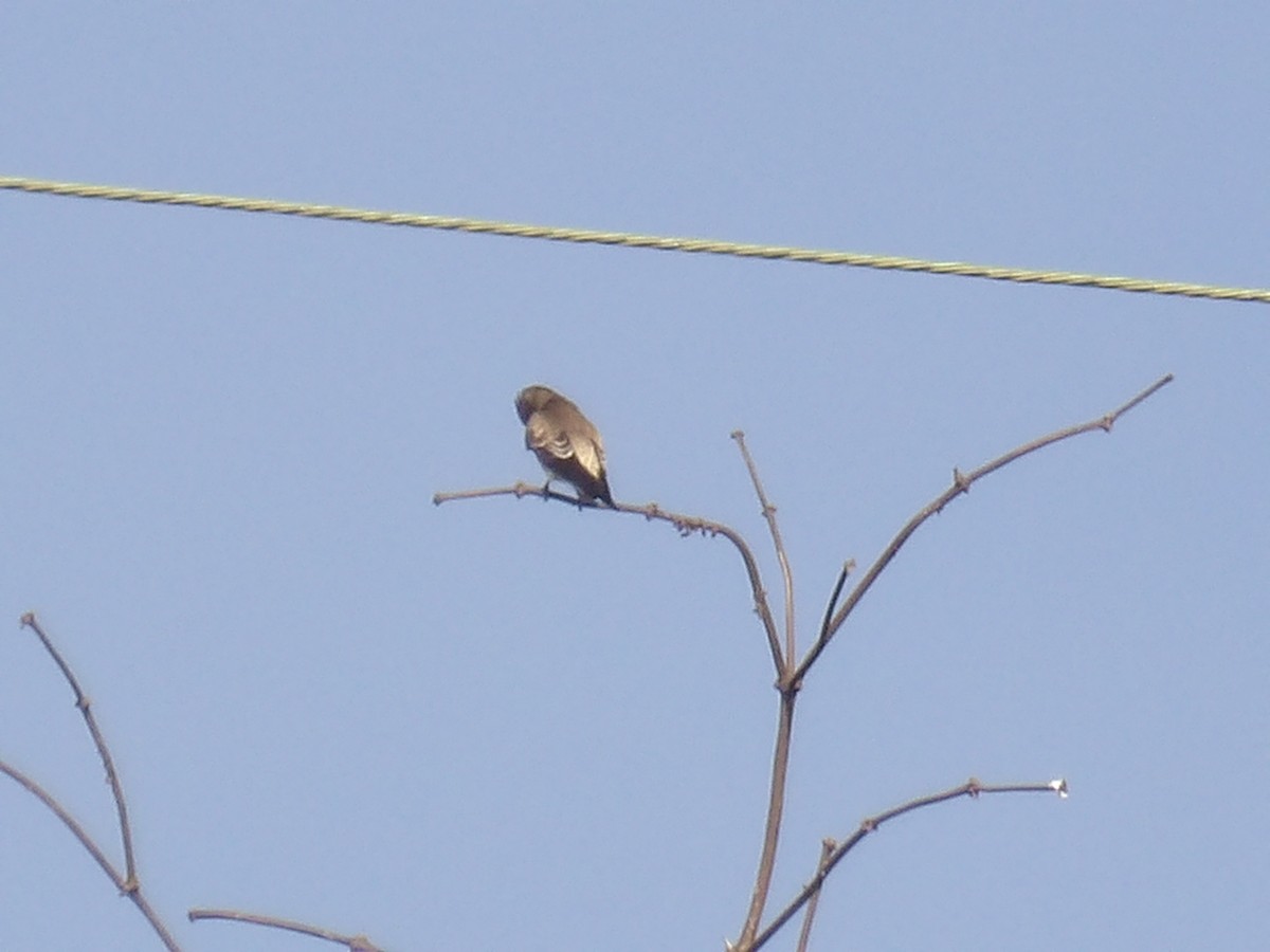 Southern Rough-winged Swallow - ML646905315