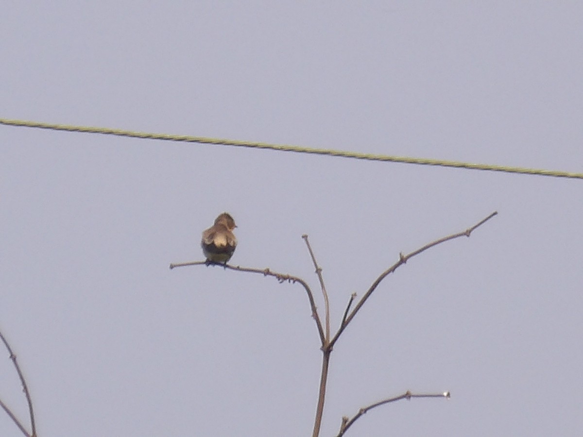 Southern Rough-winged Swallow - ML646905316