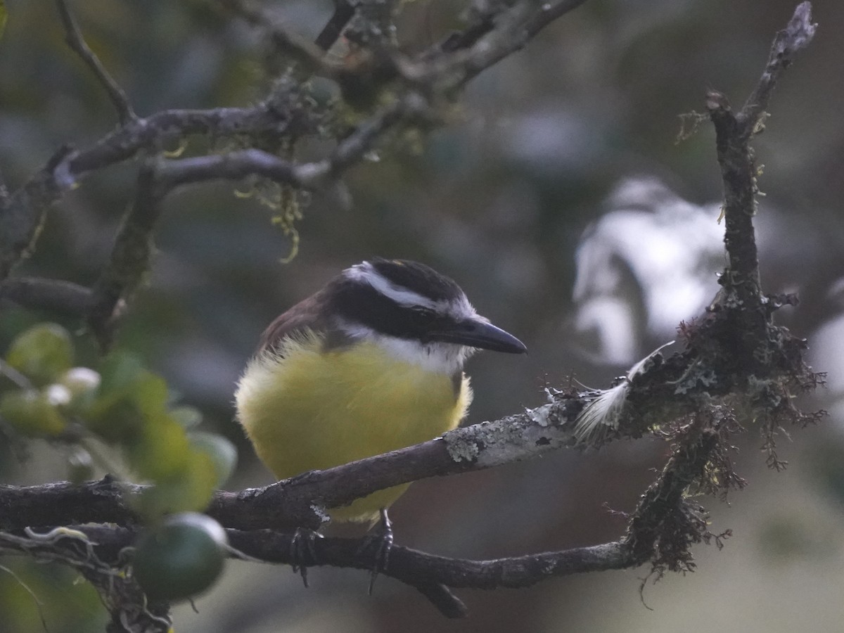 Пітанга-великодзьоб - ML646905319