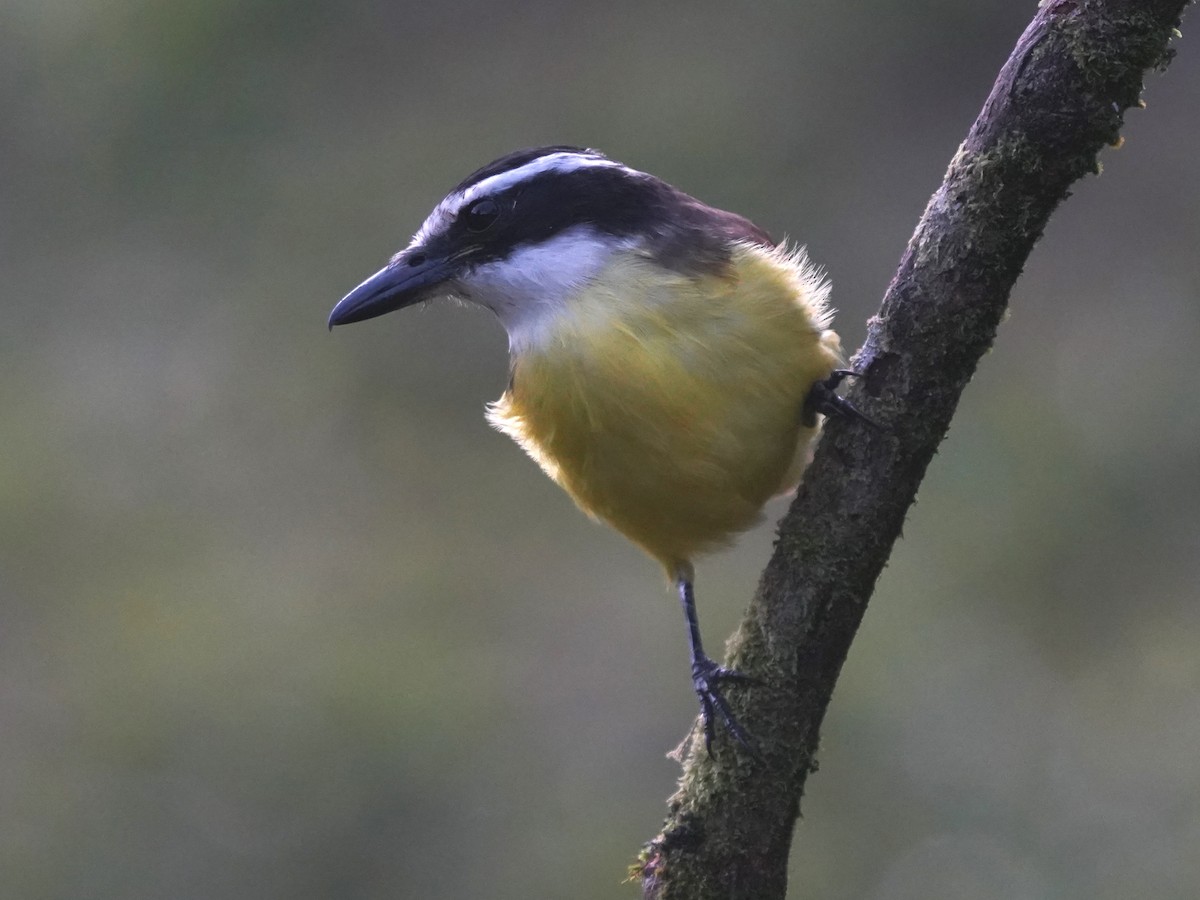 Пітанга-великодзьоб - ML646905320