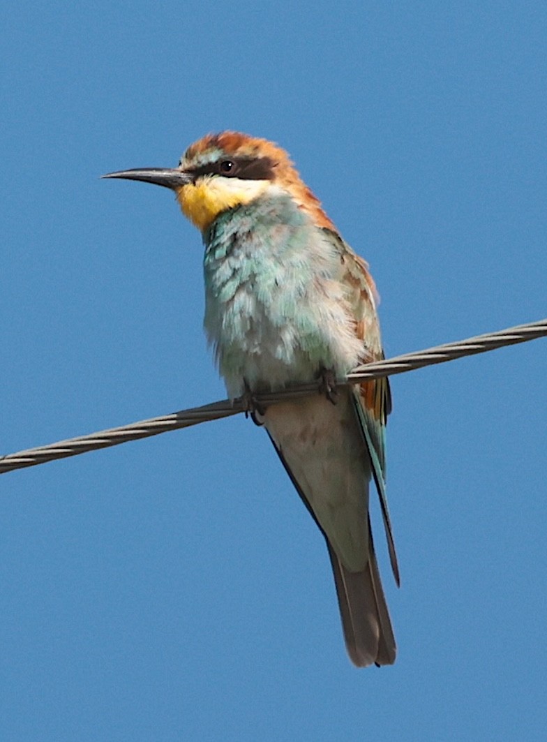 bieter - ML646905322