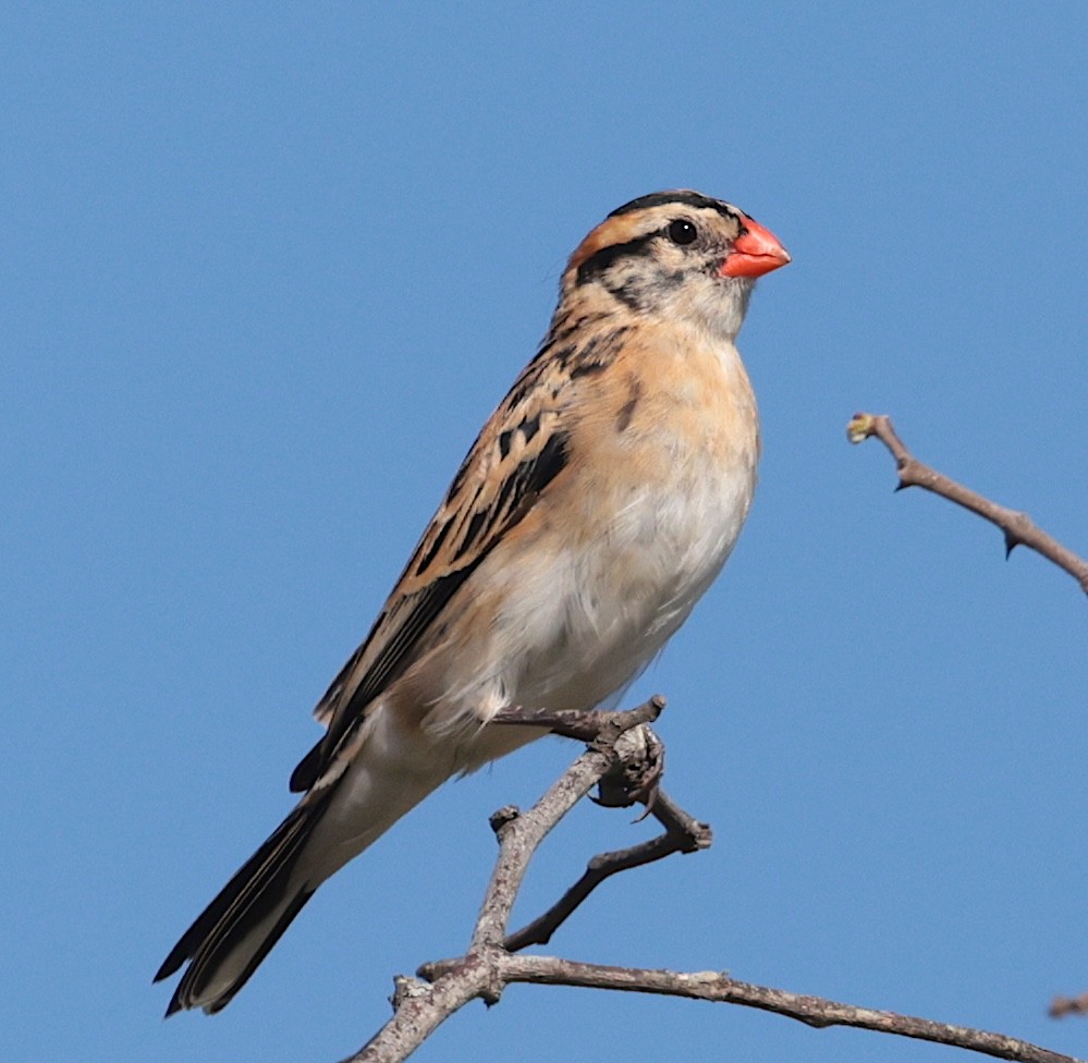 dominikanerenke - ML646905329