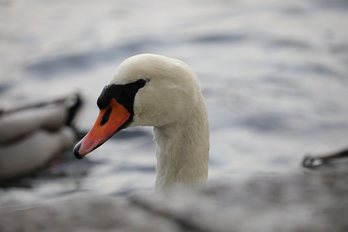 疣鼻天鵝 - ML646905330