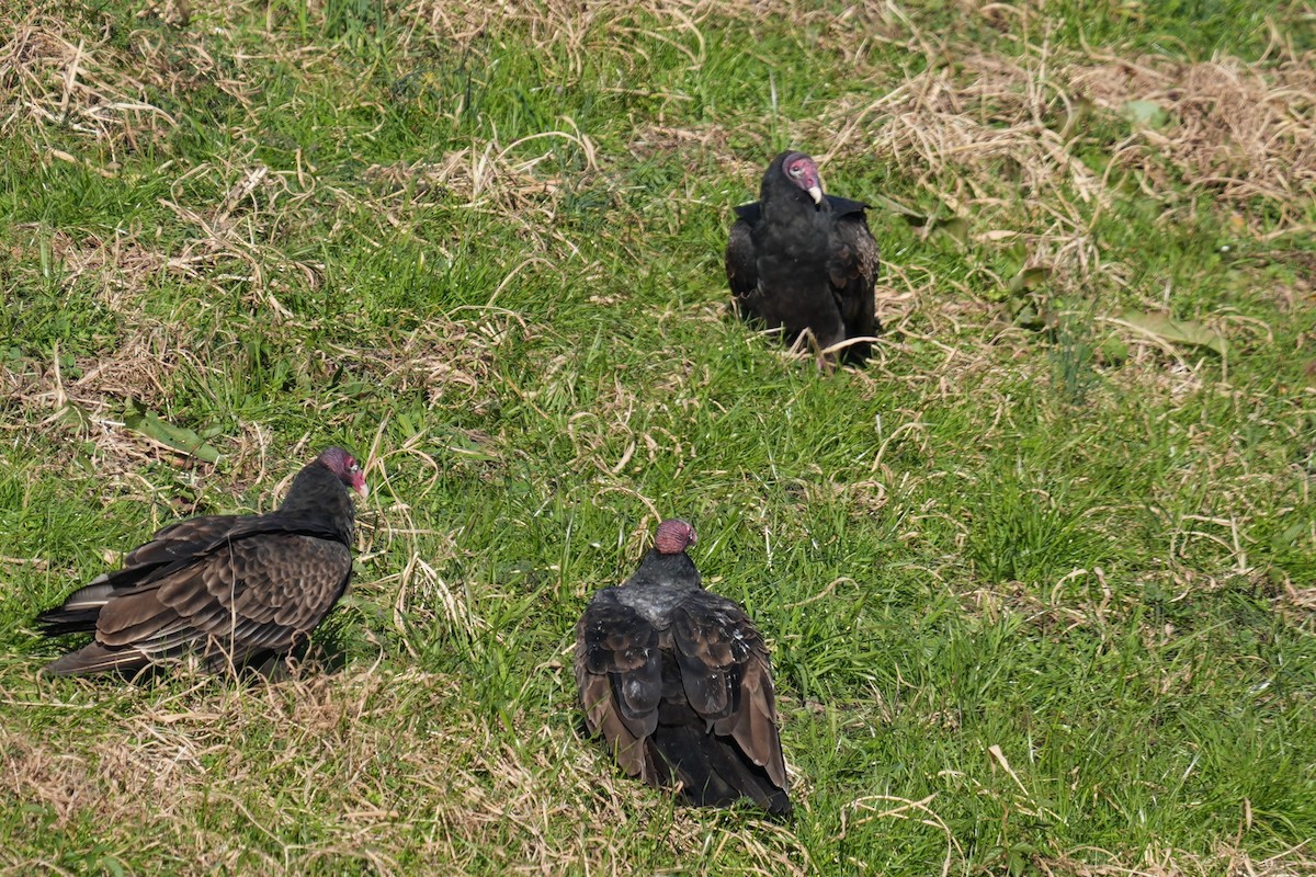 Hindi Akbabası - ML646905332