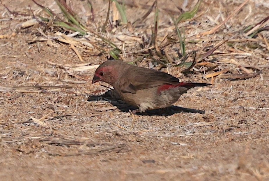 rødnebbamarant - ML646905336