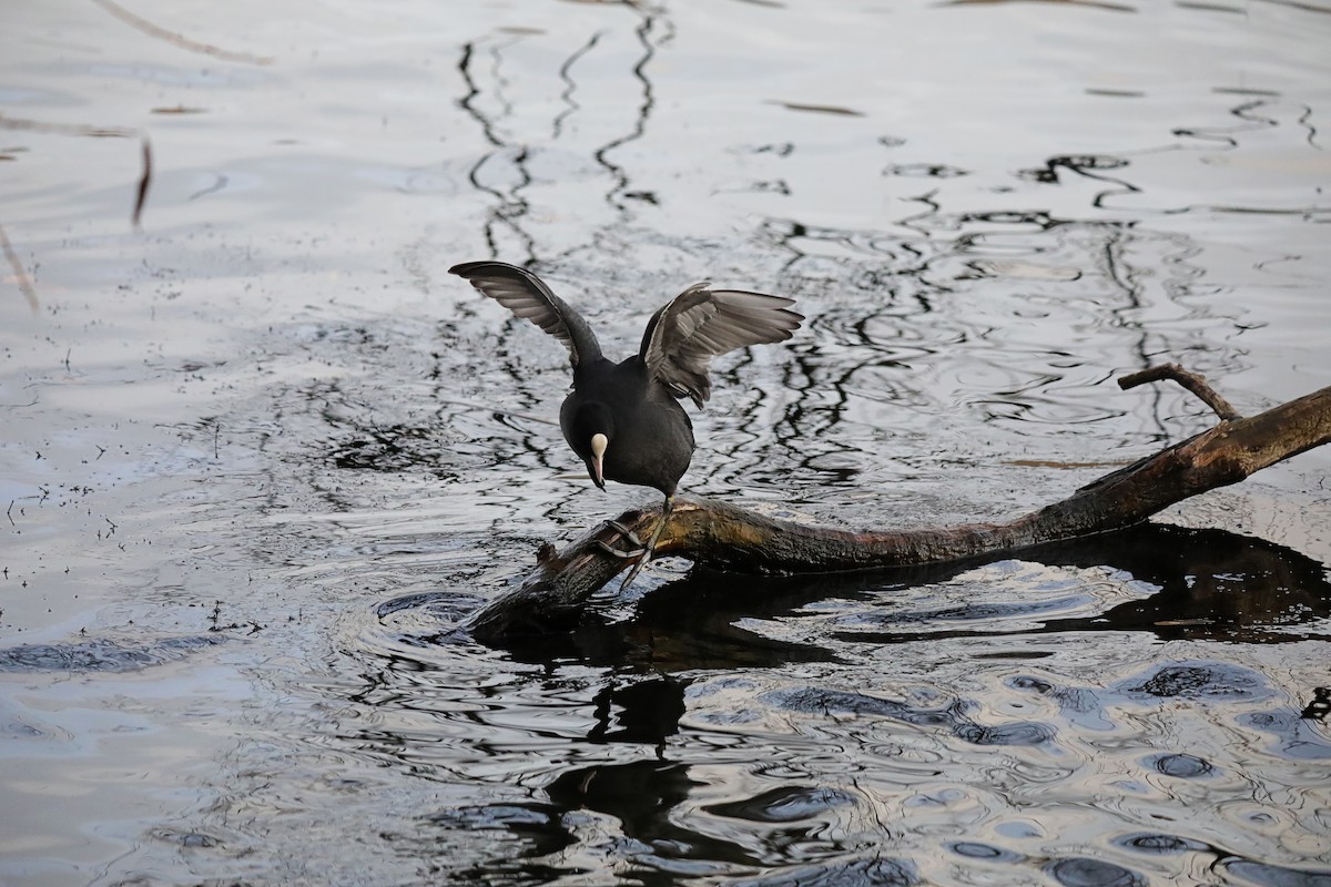 オオバン - ML646905340