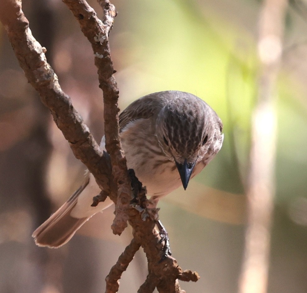 gråfluesnapper - ML646905344