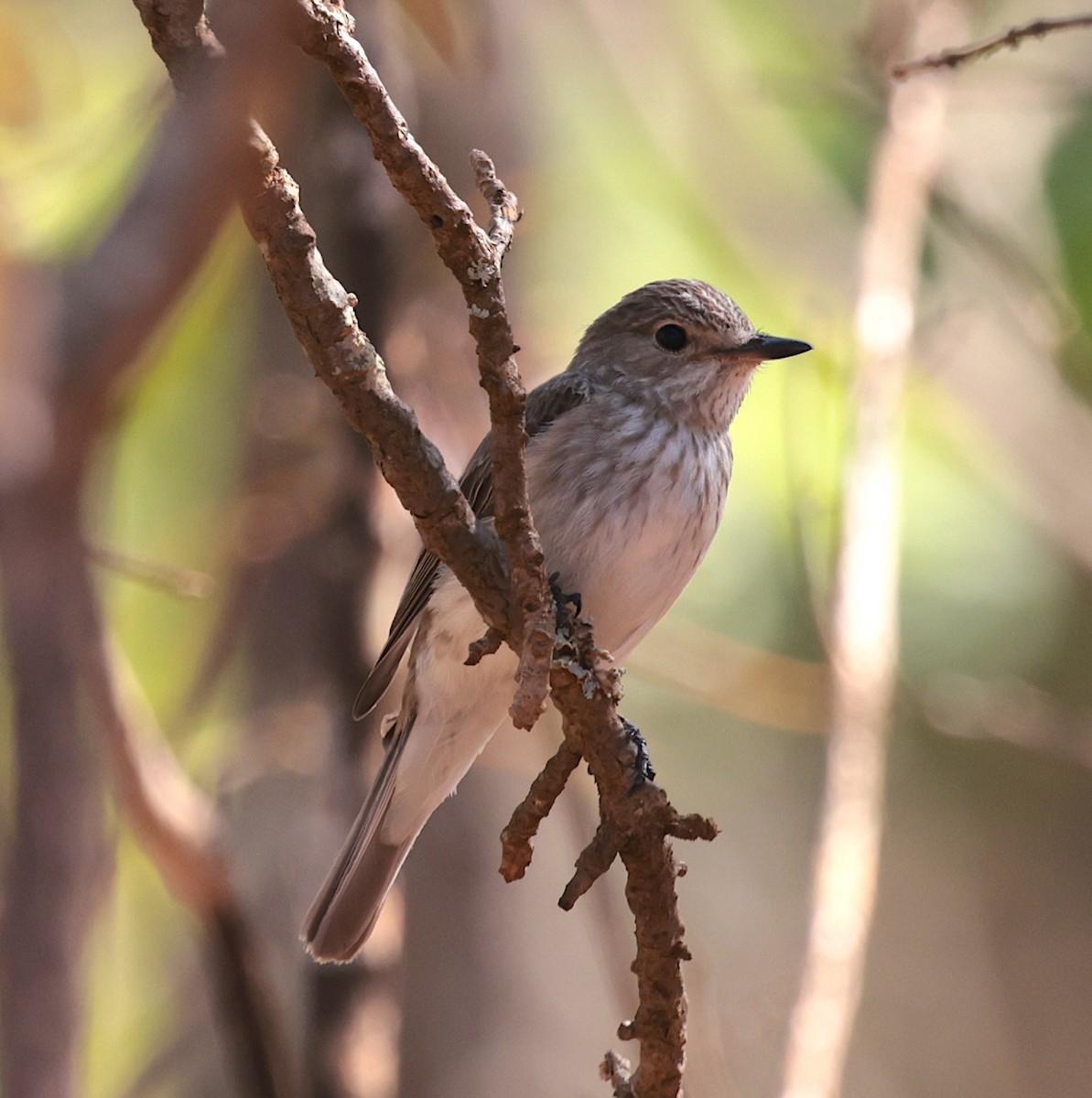 gråfluesnapper - ML646905345