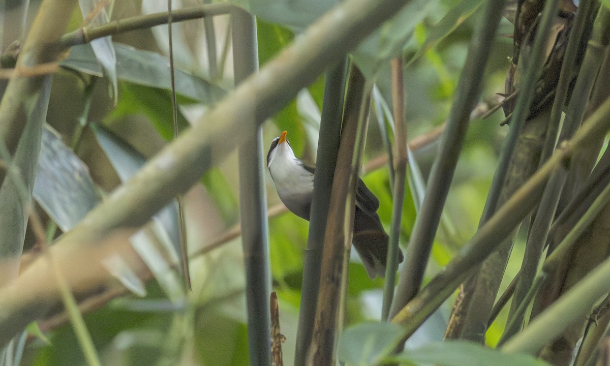 Himalajasäbler - ML646905354