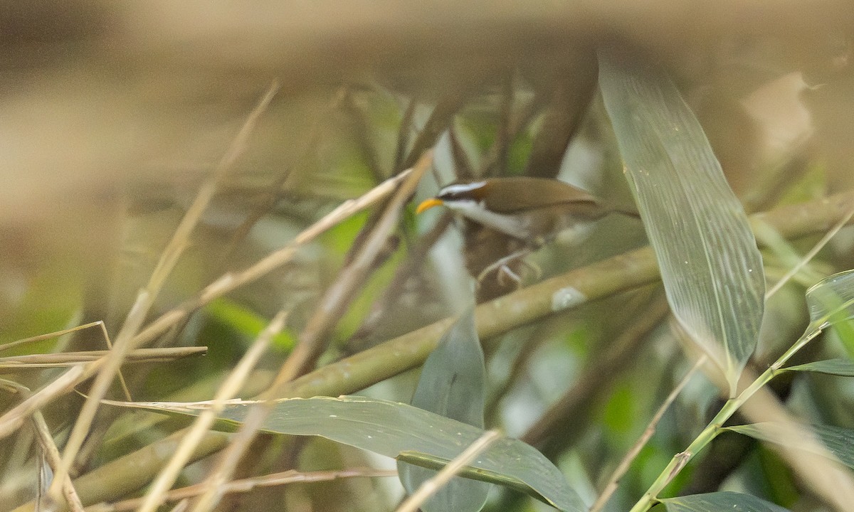 Himalajasäbler - ML646905355