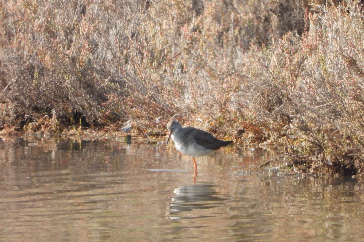 Common Redshank - ML646905357