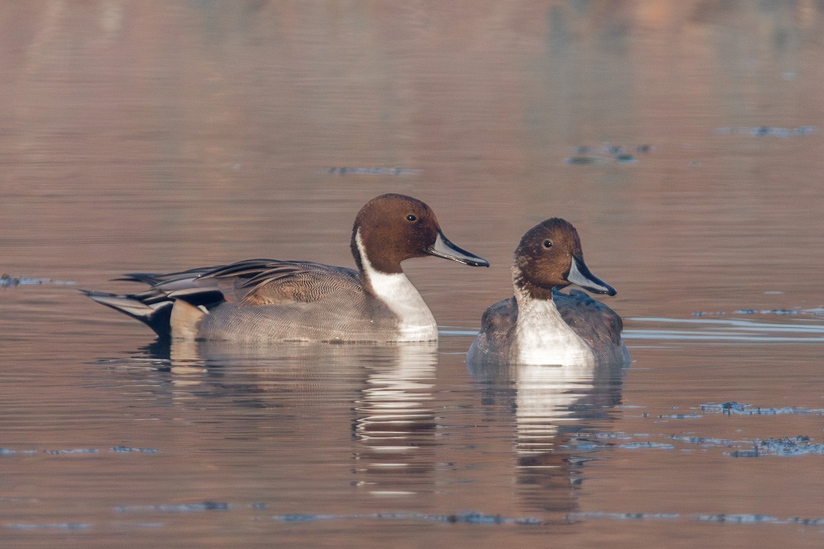 Canard pilet - ML646905360