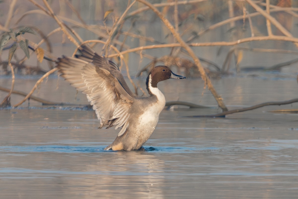 Canard pilet - ML646905361