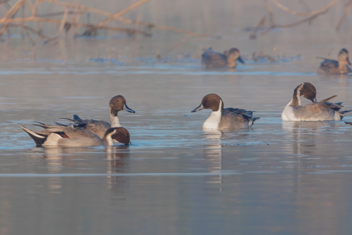 Canard pilet - ML646905362