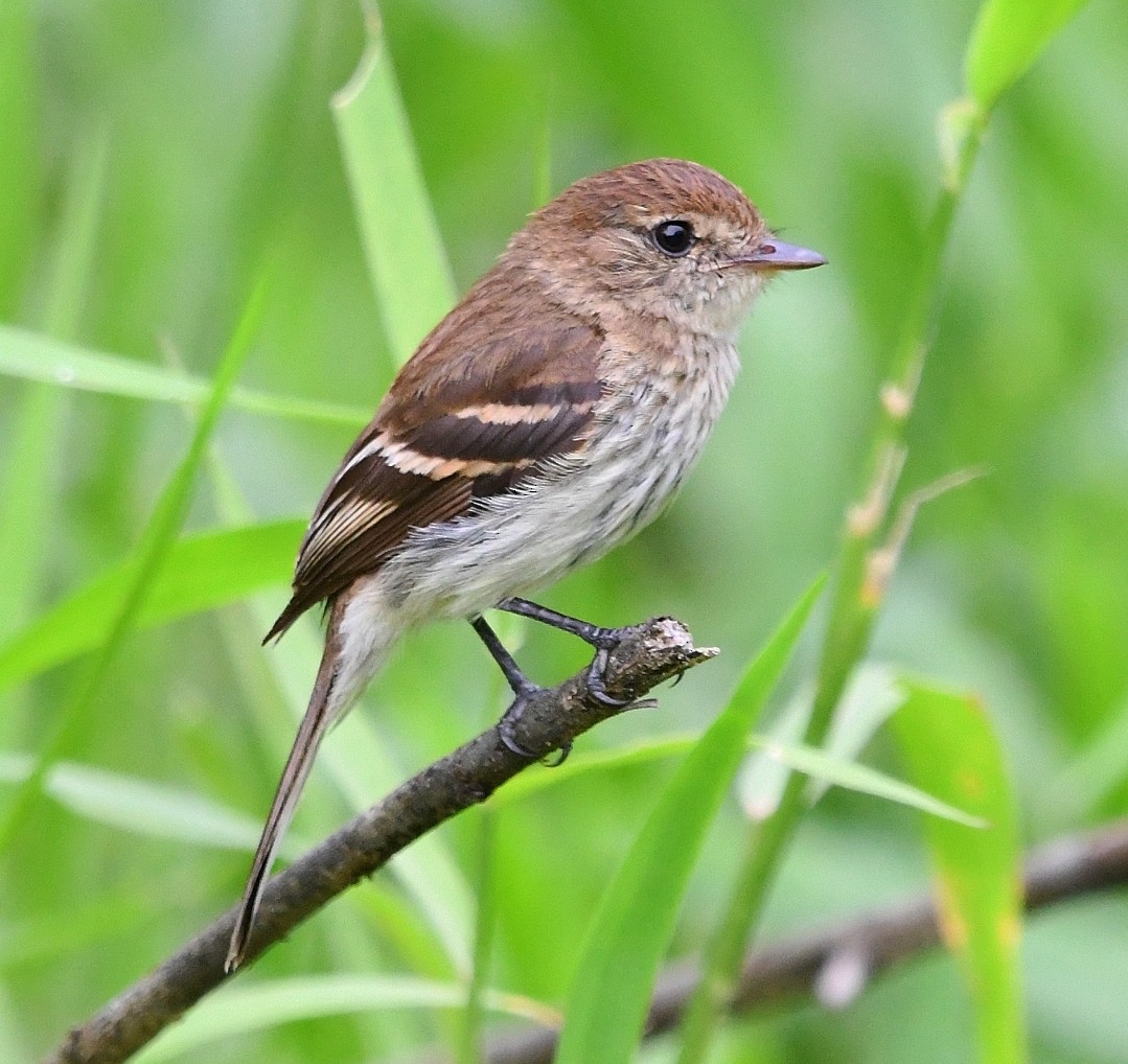 Rostschnäppertyrann - ML646905365