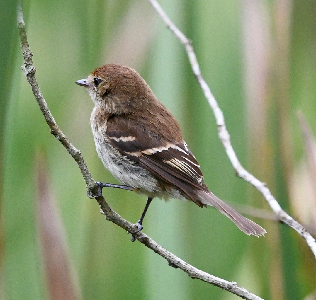 Rostschnäppertyrann - ML646905366