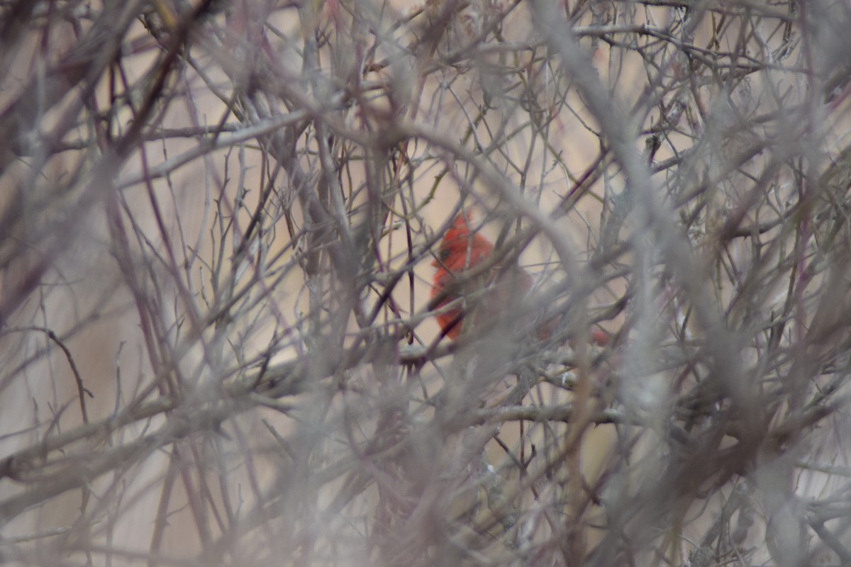 Northern Cardinal - ML646905367
