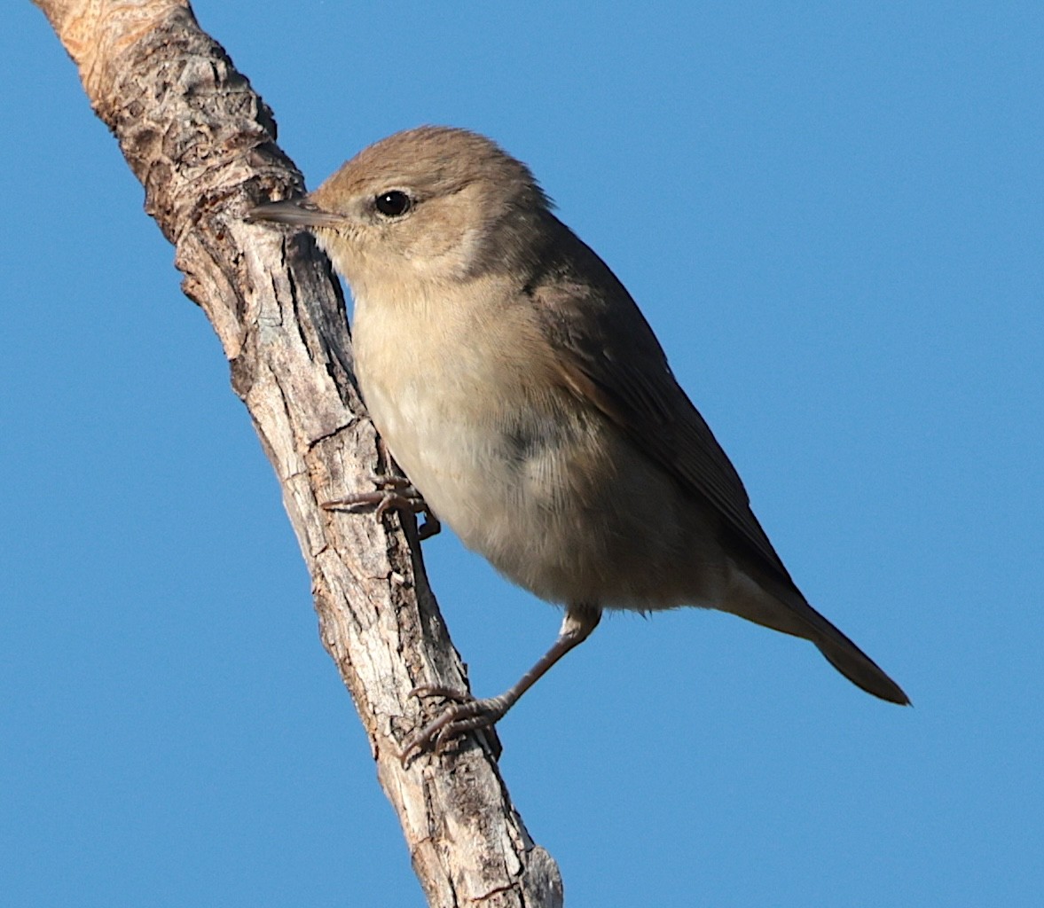 hagesanger - ML646905368