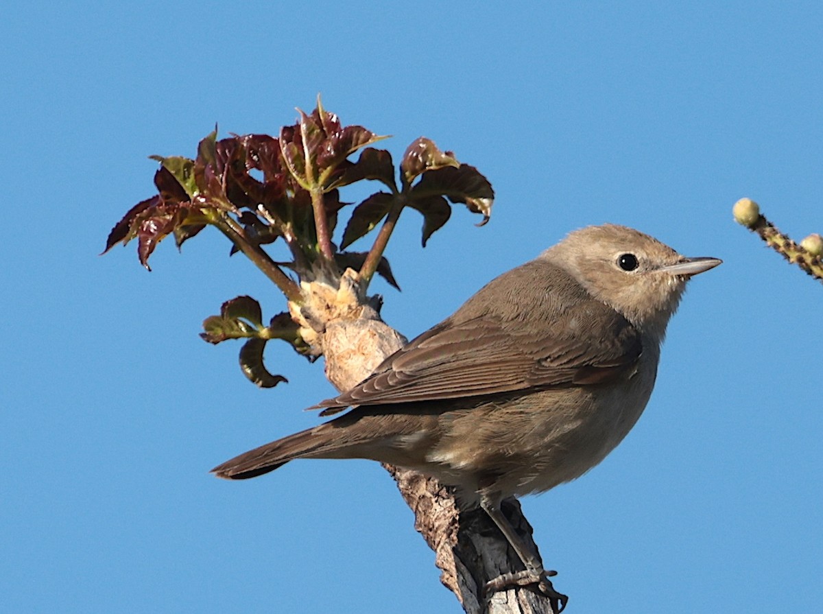 hagesanger - ML646905369