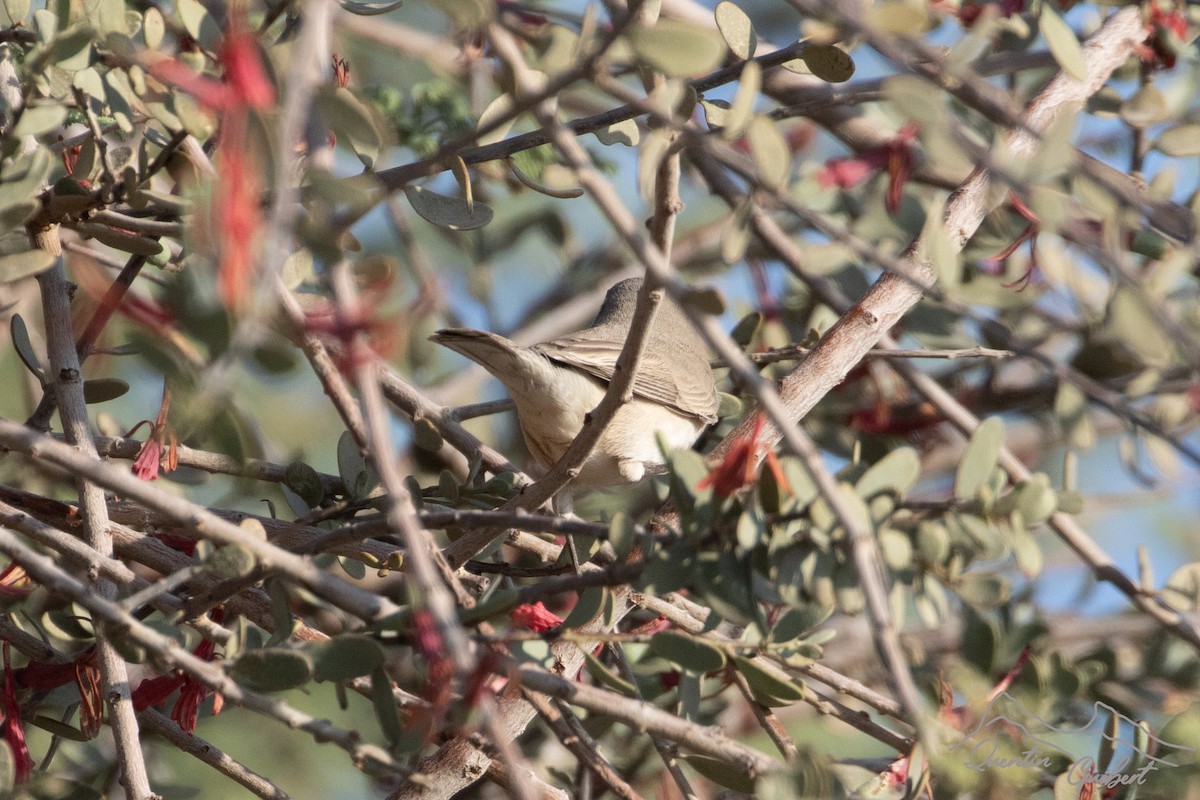 白喉林鶯(halimodendri) - ML646905372
