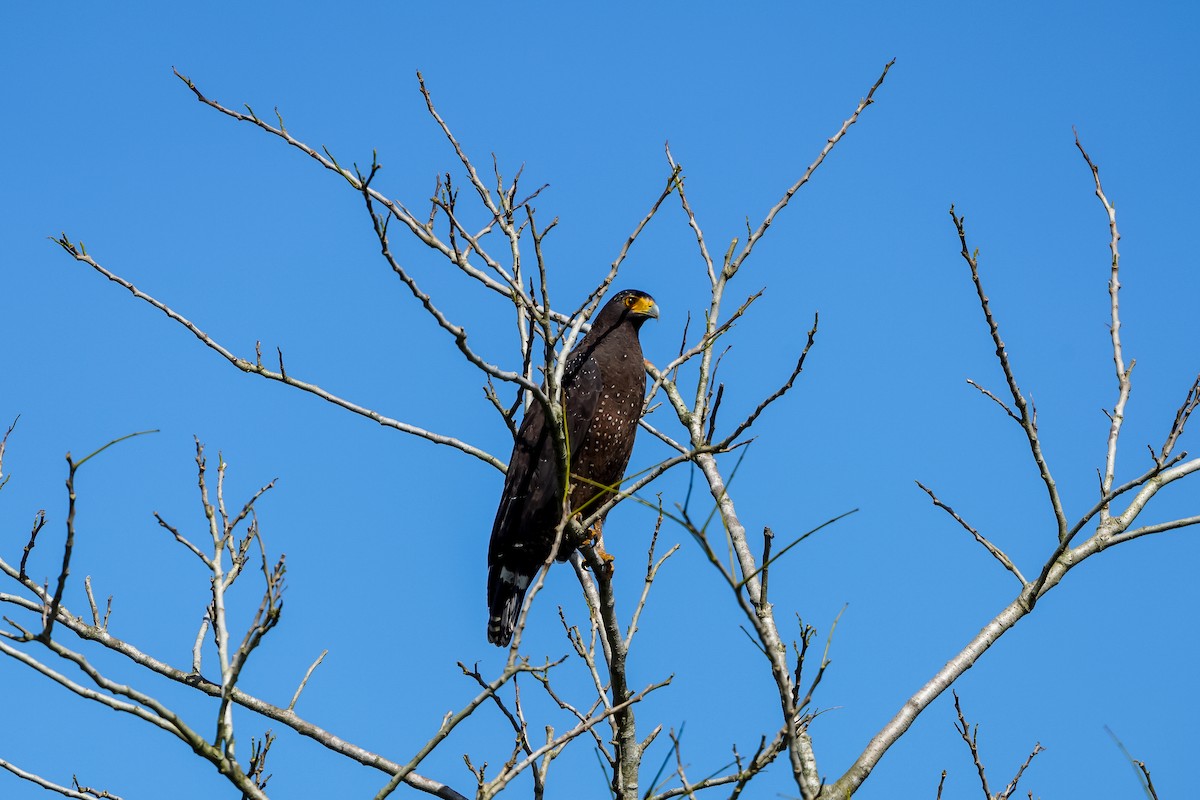 orlík chocholatý [skupina cheela] - ML646905378