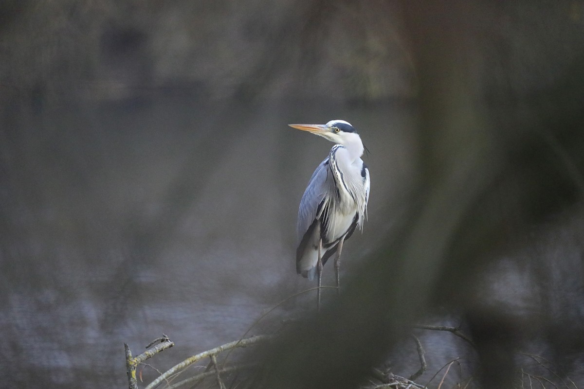 蒼鷺 - ML646905379