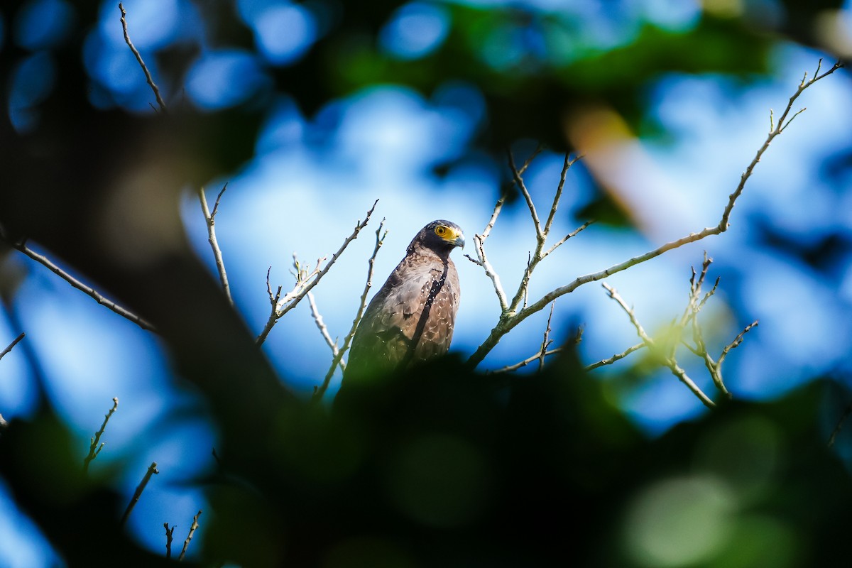 orlík chocholatý [skupina cheela] - ML646905380