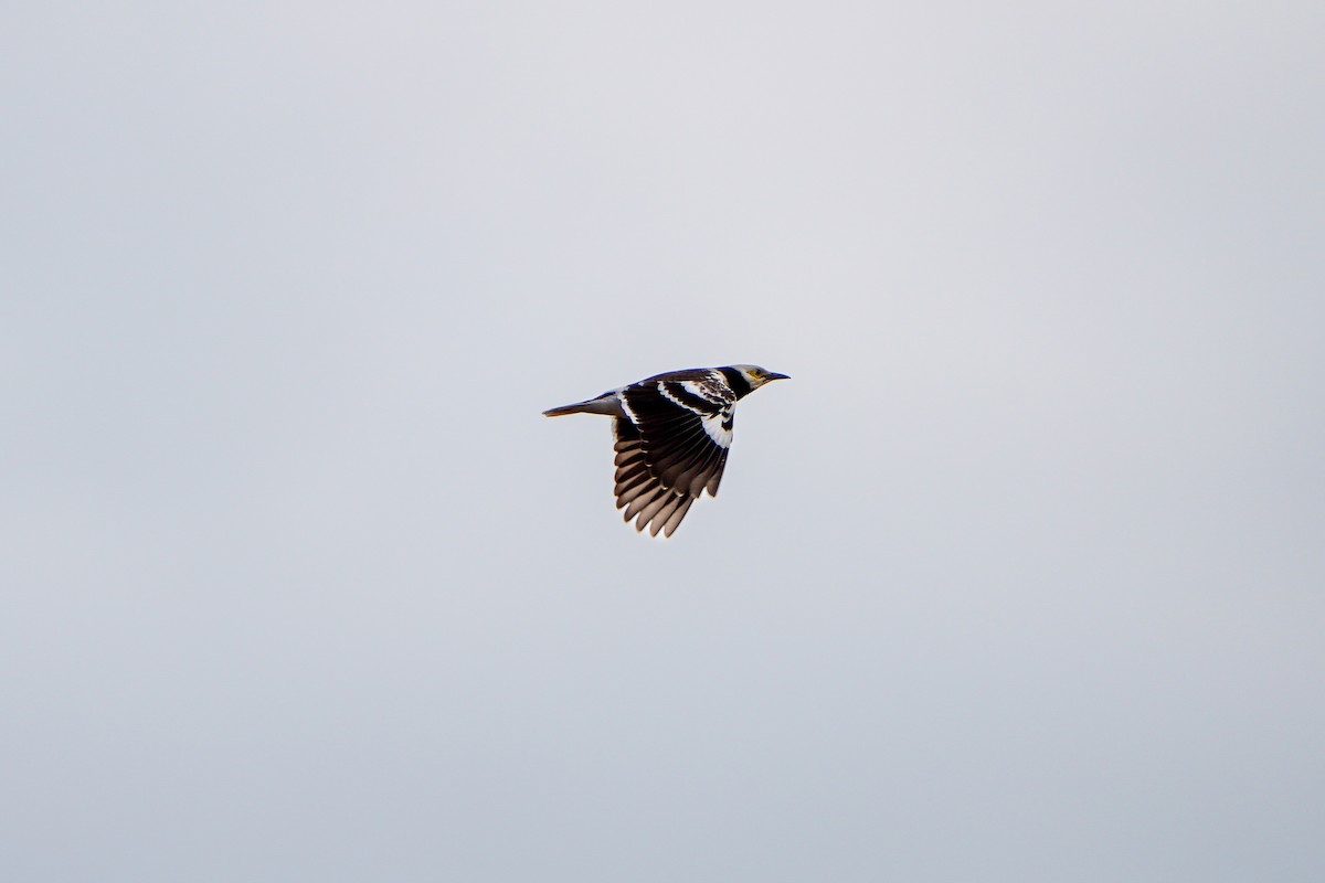 Черношейный скворец - ML646905381