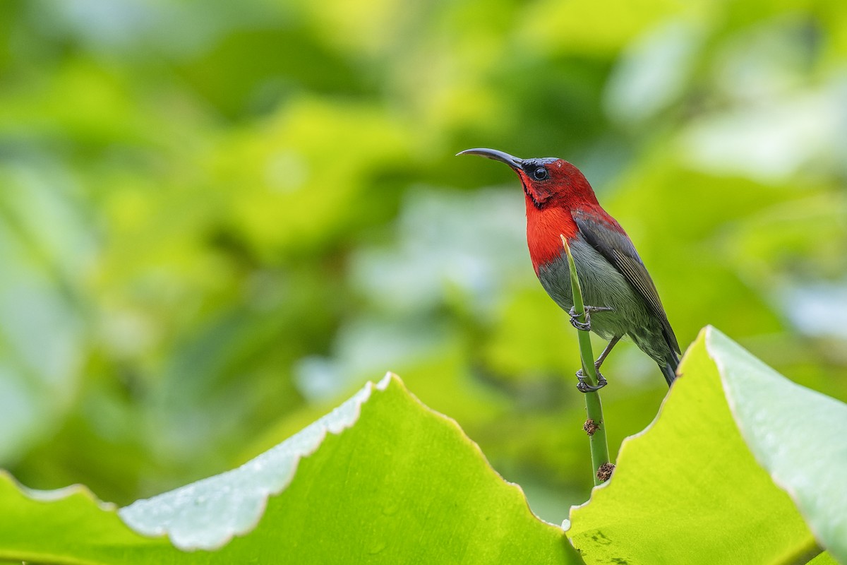 Crimson Sunbird - ML646905384