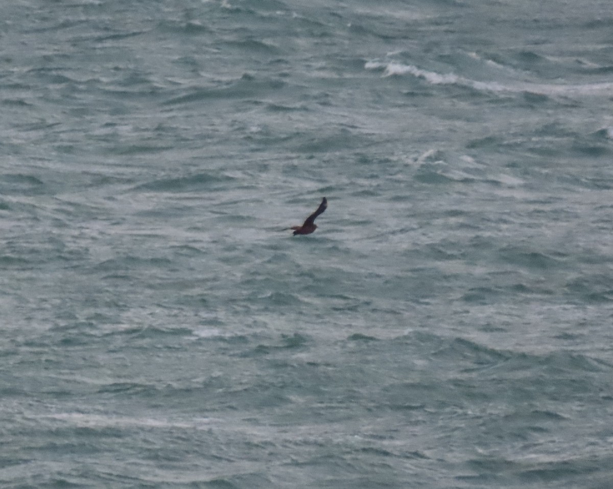 Büyük Korsanmartı - ML646905388