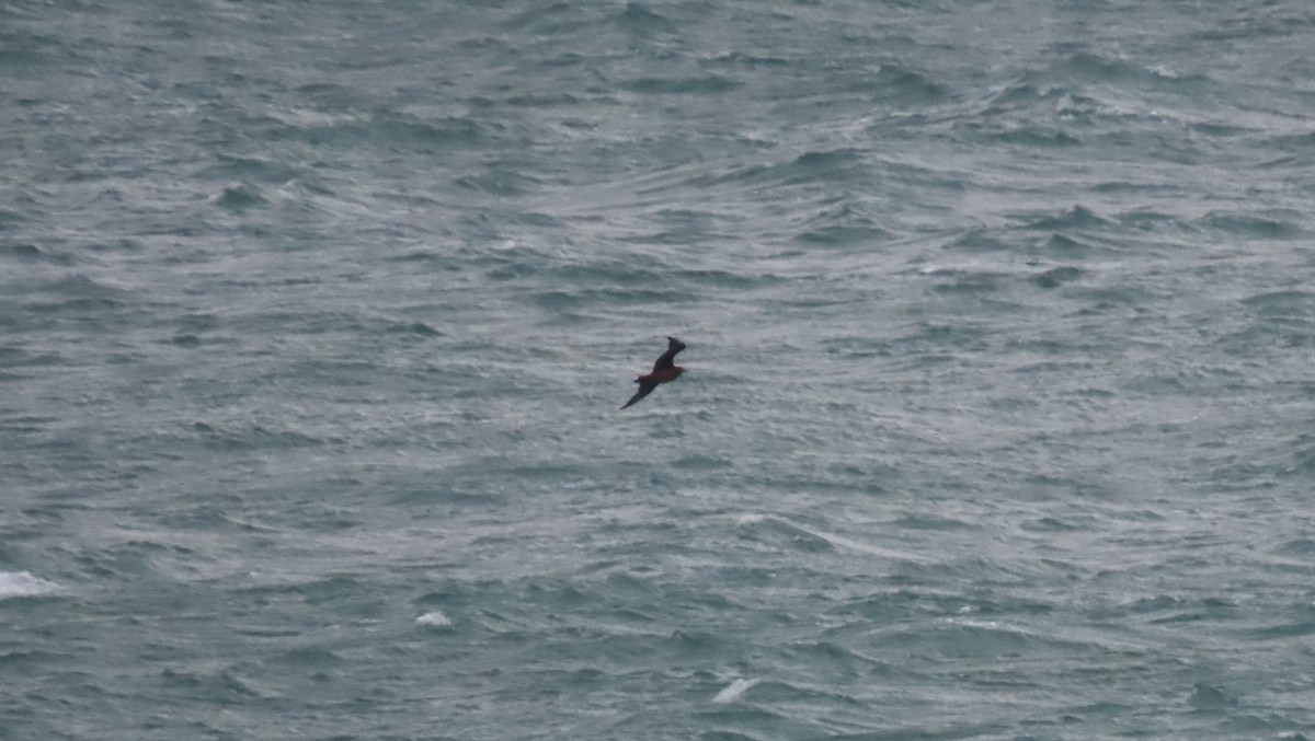 Büyük Korsanmartı - ML646905389