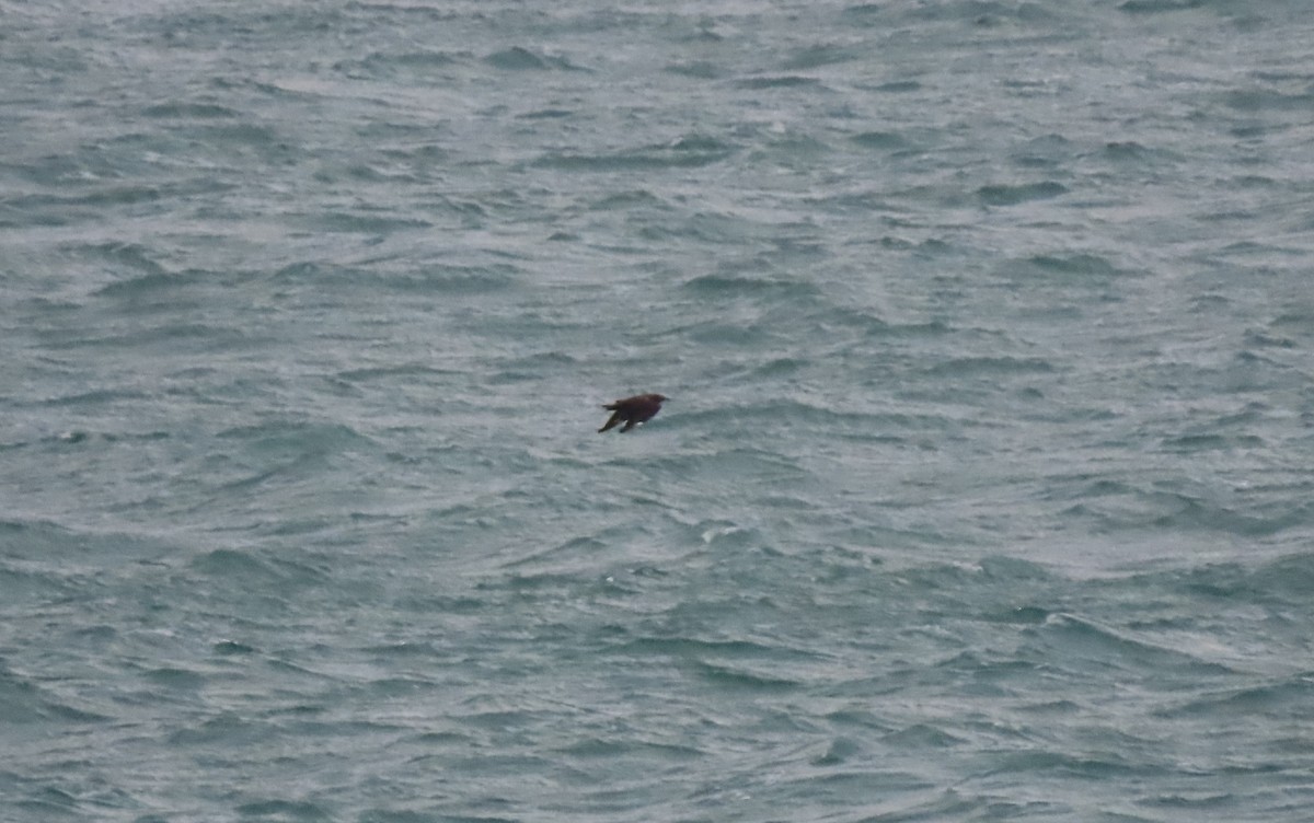 Büyük Korsanmartı - ML646905390