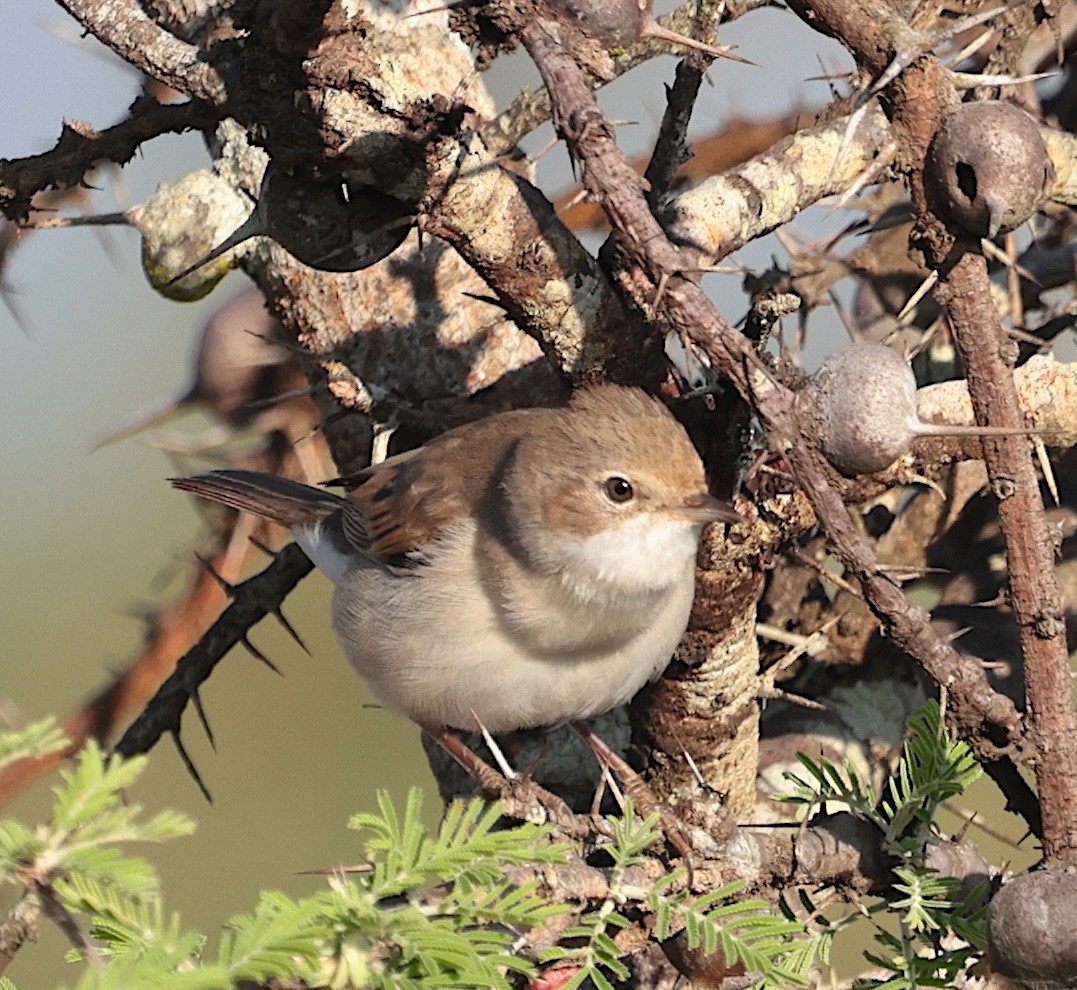 tornsanger - ML646905392