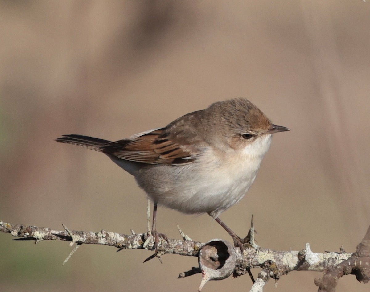 tornsanger - ML646905393