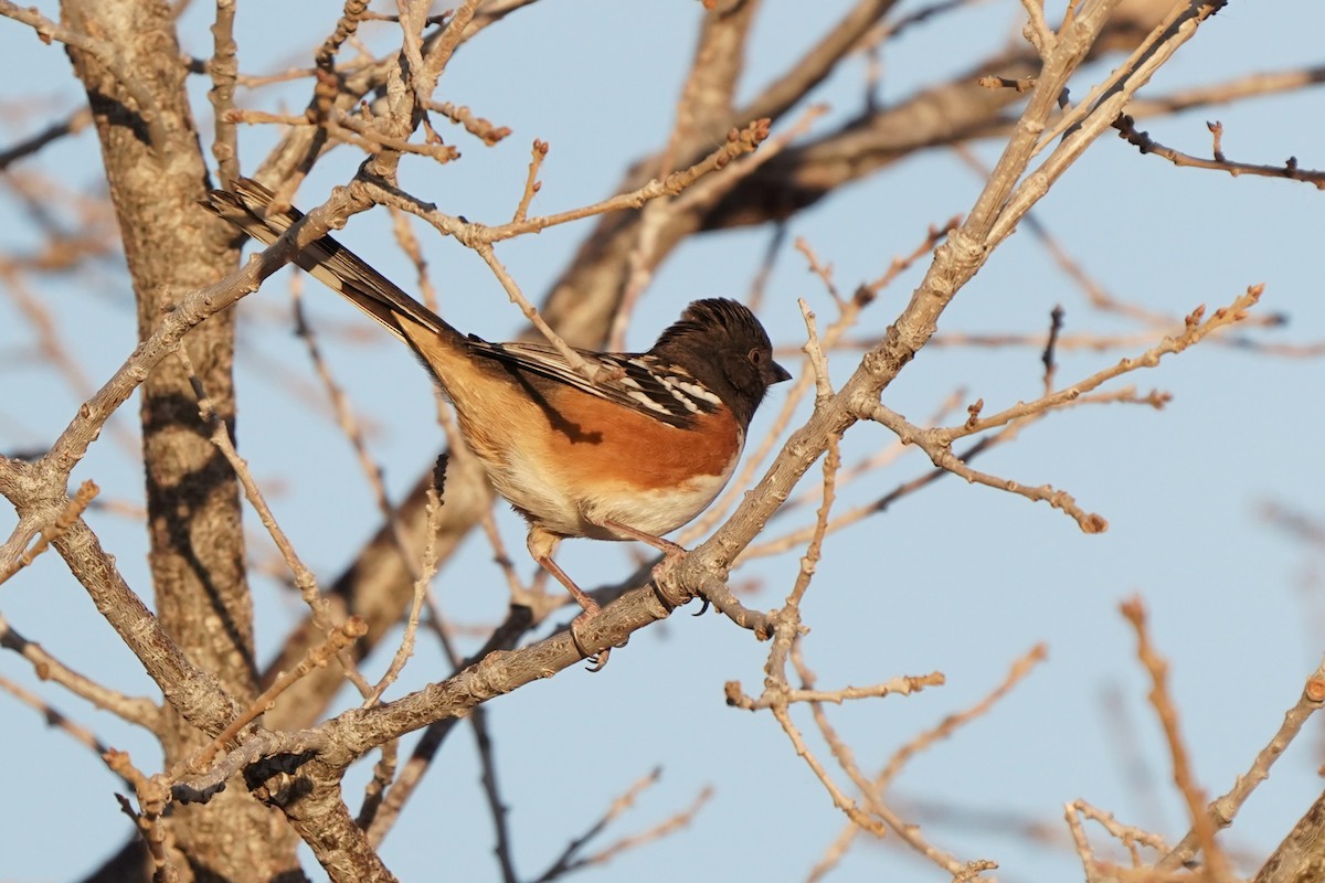 Spotted Towhee - ML646905395