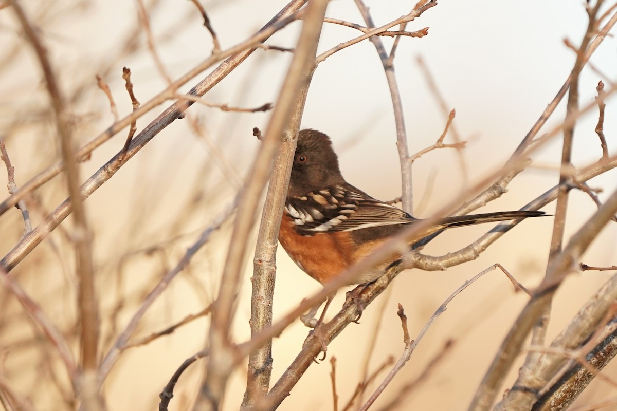 Spotted Towhee - ML646905397