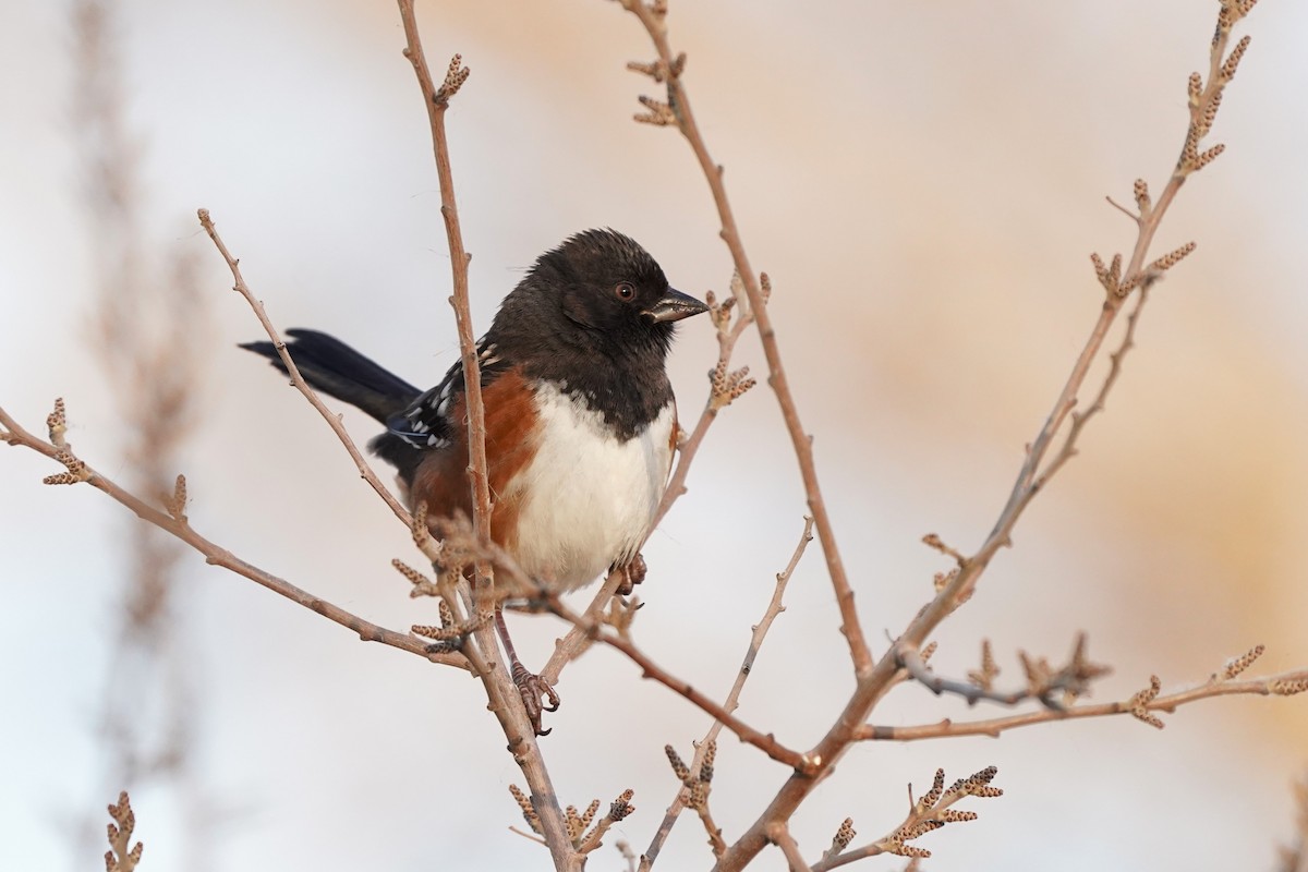 Spotted Towhee - ML646905401