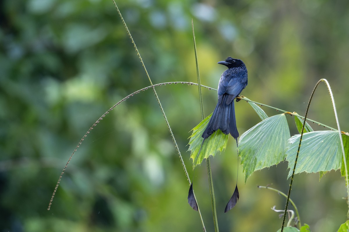 Büyük Raket Kuyruklu Drongo - ML646905403