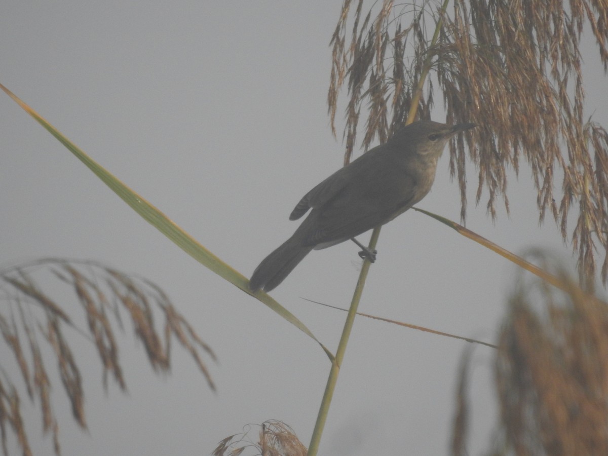 Өмнөдийн охил бялзуухай - ML646905404