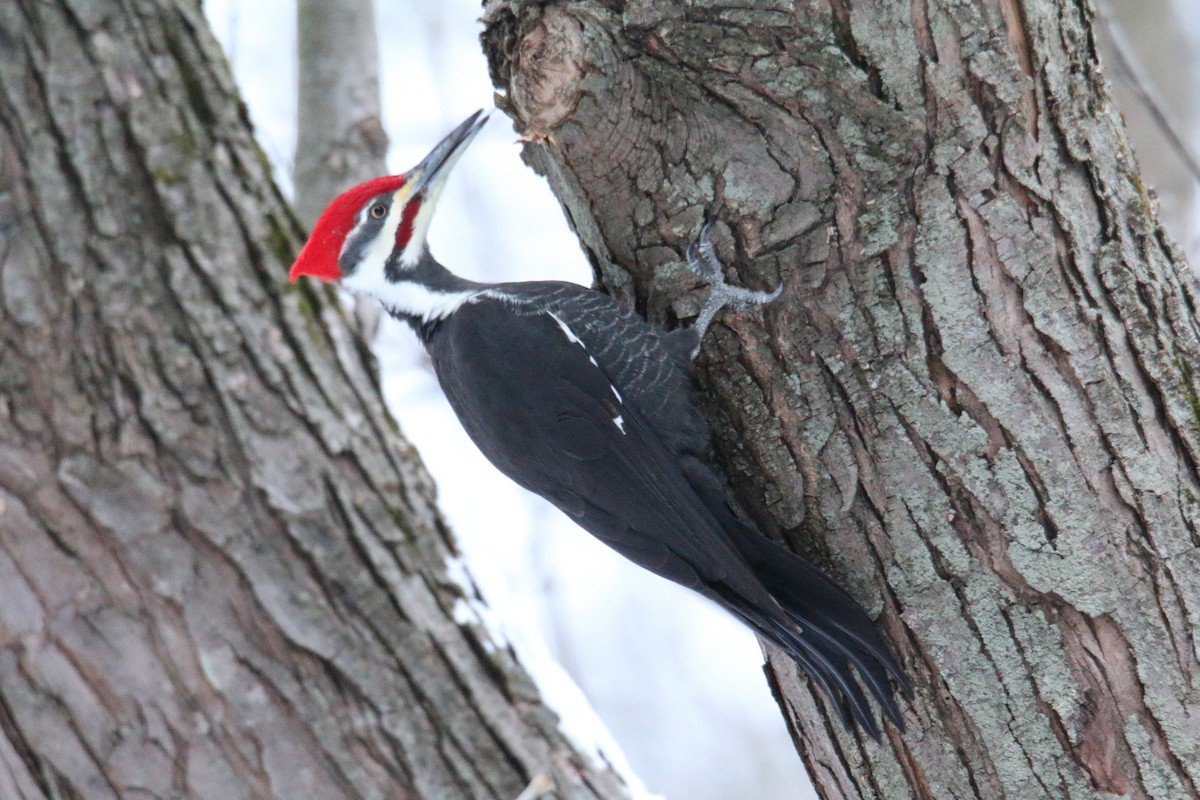 Pileated Woodpecker - ML646905405